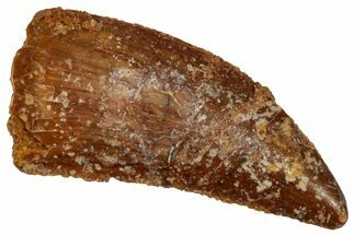 Serrated Raptor Tooth - Real Dinosaur Tooth #333375