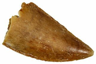 Serrated Raptor Tooth - Real Dinosaur Tooth #333377