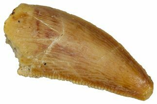 Serrated Raptor Tooth - Real Dinosaur Tooth #333384