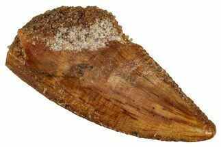 Serrated Raptor Tooth - Real Dinosaur Tooth #333391