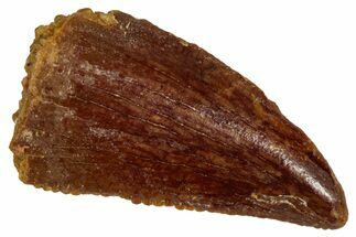 Serrated Raptor Tooth - Real Dinosaur Tooth #333393