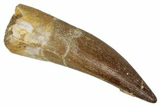 Fossil Plesiosaur (Zarafasaura) Tooth - Morocco #344208