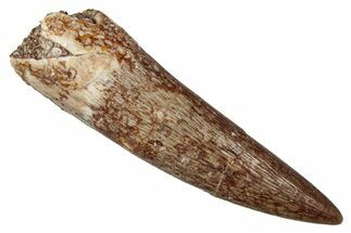 Fossil Plesiosaur (Zarafasaura) Tooth - Morocco #344210