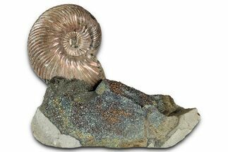 Iridescent, Pyritized Ammonite (Quenstedticeras) Fossil Display #344269
