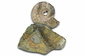 Iridescent, Pyritized Ammonite (Quenstedticeras) Fossil Display #344270