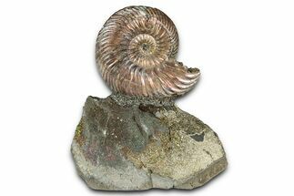Iridescent, Pyritized Ammonite (Quenstedticeras) Fossil Display #344283