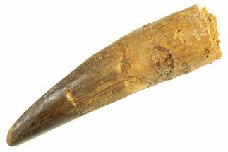 Fossil Spinosaurus Tooth - Real Dinosaur Tooth #344341