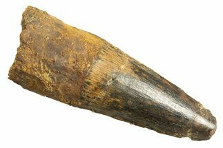 Fossil Spinosaurus Tooth - Real Dinosaur Tooth #344343