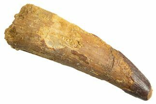 Fossil Spinosaurus Tooth - Real Dinosaur Tooth #344348