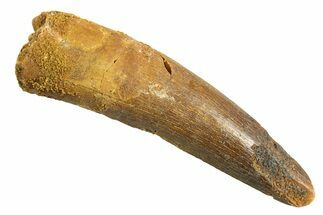 Fossil Spinosaurus Tooth - Real Dinosaur Tooth #344352