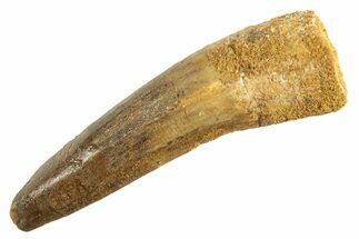 Fossil Spinosaurus Tooth - Real Dinosaur Tooth #344361