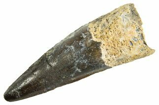 Fossil Spinosaurus Tooth - Real Dinosaur Tooth #344365