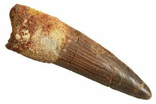 Fossil Spinosaurus Tooth - Real Dinosaur Tooth #344368