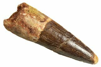 Fossil Spinosaurus Tooth - Real Dinosaur Tooth #344372