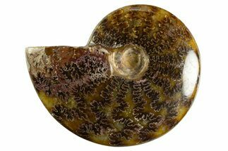 Polished Ammonite (Cleoniceras) Fossil - Madagascar #344304