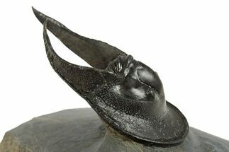 Enrolled Scotoharpes Trilobite - Boudib, Morocco #344456