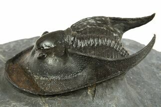 Detailed Scotoharpes Trilobite - Boudib, Morocco #344459