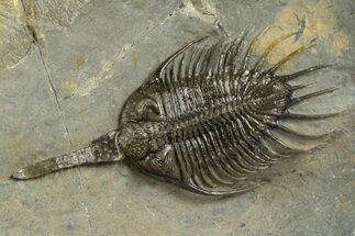 Rare, Psychopyge Termierorum Trilobite - Top Quality Specimen #344460