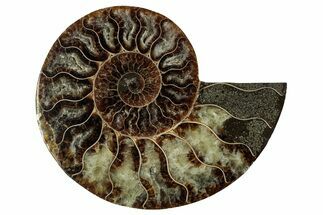 Cut & Polished Ammonite Fossil (Half) - Madagascar #344397