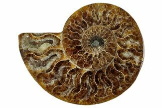 Cut & Polished Ammonite Fossil (Half) - Madagascar #344410