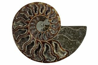 Cut & Polished Ammonite Fossil (Half) - Deep Crystal Pockets #344414