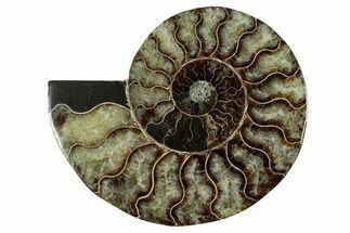 Cut & Polished Ammonite Fossil (Half) - Madagascar #344420