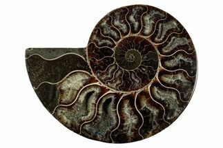 Cut & Polished Ammonite Fossil (Half) - Deep Crystal Pockets #344423
