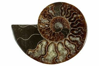 Cut & Polished Ammonite Fossil (Half) - Madagascar #344427