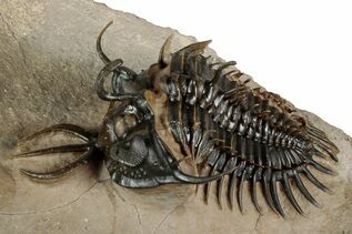 Trilobites For Sale