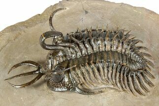 Short-Fork Walliserops Hammi Trilobite - Top Quality Example #344468