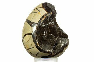 Septarian Dragon Egg Geode - Sparkly Black Crystals #344440