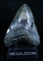 Inch Black Megalodon Tooth - Beast #2954