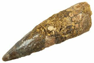 Fossil Spinosaurus Tooth - Real Dinosaur Tooth #344512