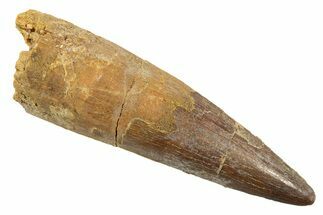 Fossil Spinosaurus Tooth - Real Dinosaur Tooth #344515