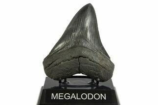 Serrated, Fossil Megalodon Tooth - South Carolina #344560