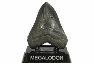 Serrated, Fossil Megalodon Tooth - South Carolina #344561