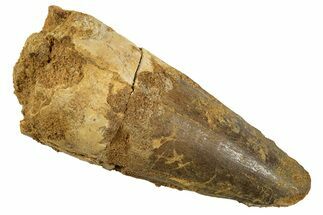 Fossil Spinosaurus Tooth - Feeding Worn Tip #344534