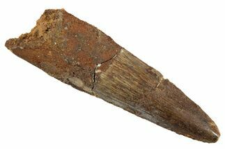 Fossil Spinosaurus Tooth - Real Dinosaur Tooth #344542