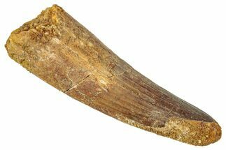 Fossil Spinosaurus Tooth - Real Dinosaur Tooth #344374
