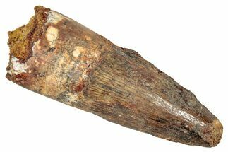 Fossil Spinosaurus Tooth - Real Dinosaur Tooth #344391