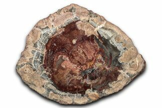 Polished Petrified Wood (Araucaria) Round - Madagascar #344668