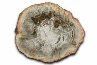 Polished Petrified Wood (Araucaria) Round - Madagascar #344677