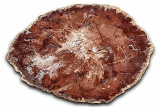 Polished Petrified Wood (Araucaria) Round - Madagascar #344685