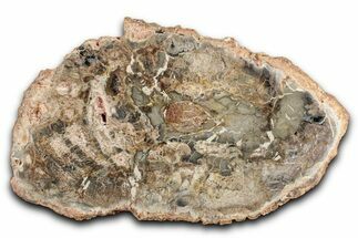 Beautiful Petrified Wood (Araucaria) Slab - Madagascar #344686