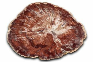 Polished Petrified Wood (Araucaria) Round - Madagascar #344690