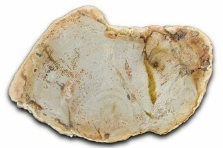 Polished Petrified Wood (Araucaria) Slab - Madagascar #344691