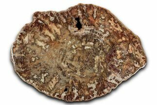 Polished Petrified Wood (Araucaria) Round - Madagascar #344705