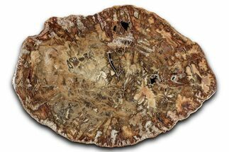 Polished Petrified Wood (Araucaria) Round - Madagascar #344706