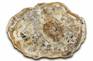 Polished Petrified Wood (Araucaria) Round - Madagascar #344709