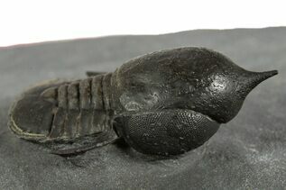 Buy Trilobite Fossils
